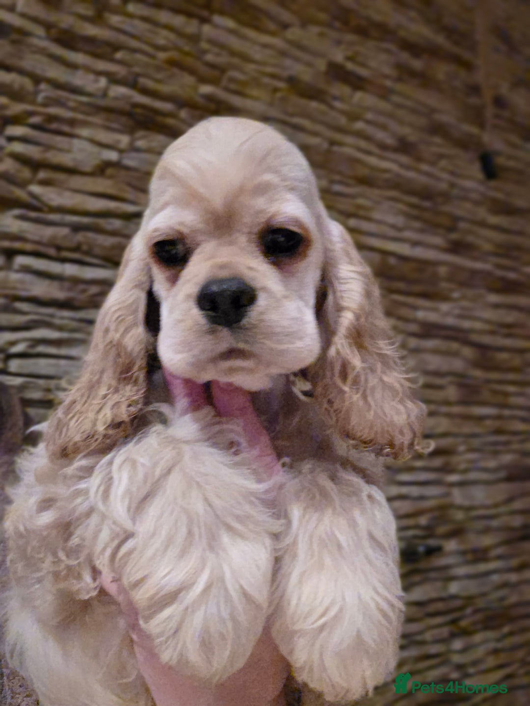 American Cocker Spaniel dogs for sale: Stunning Anerican Cocker spaniels girl - Advert 6
