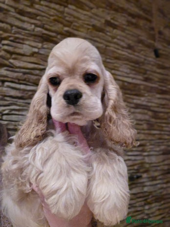 American Cocker Spaniel dogs - Advert 4
