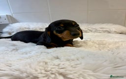 Miniature Dachshund dogs for sale: 2 stunning miniature dachshund puppy’s  - Image 12