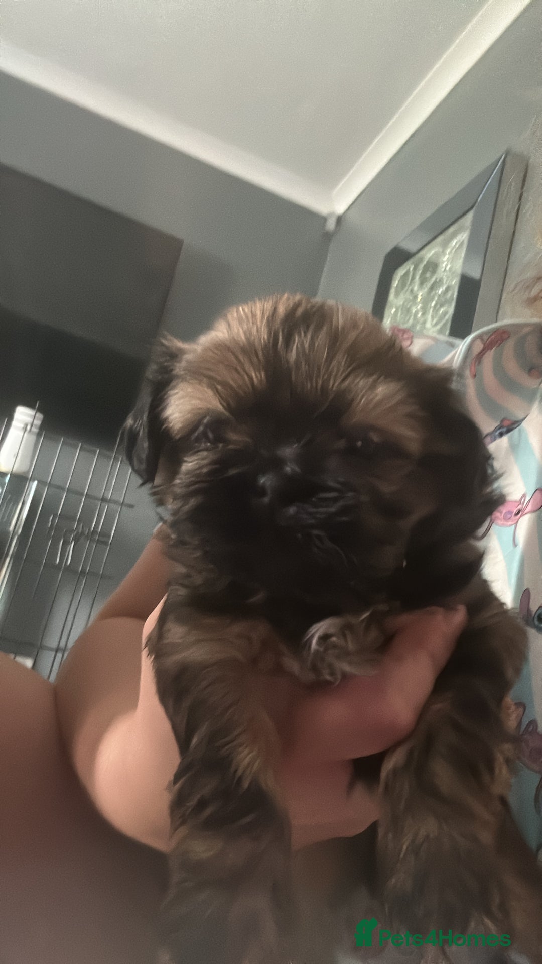 Shih Tzu dogs for sale: Shihtzu Puppies Available for reserve - Image 1