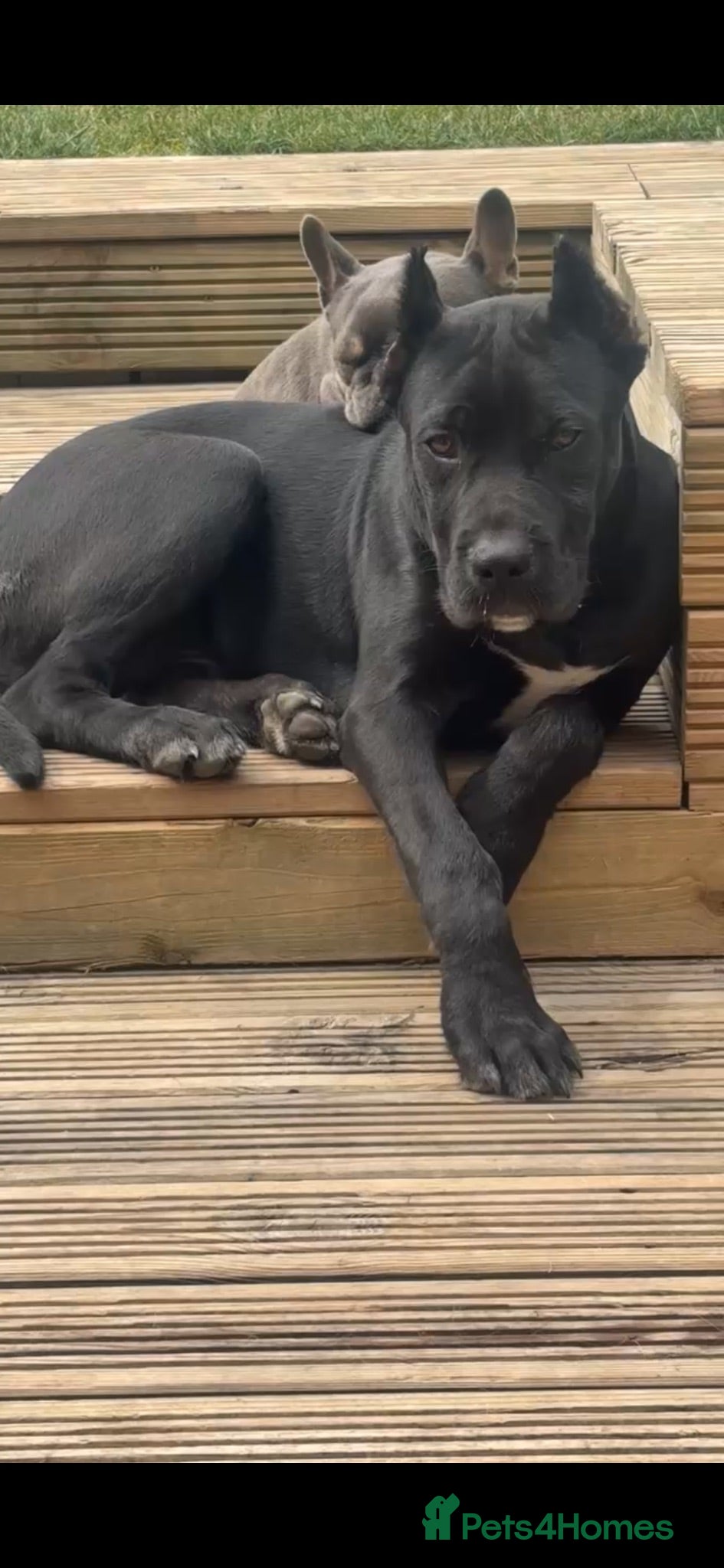 Cane Corso dogs Cane Corso  - Advert 16