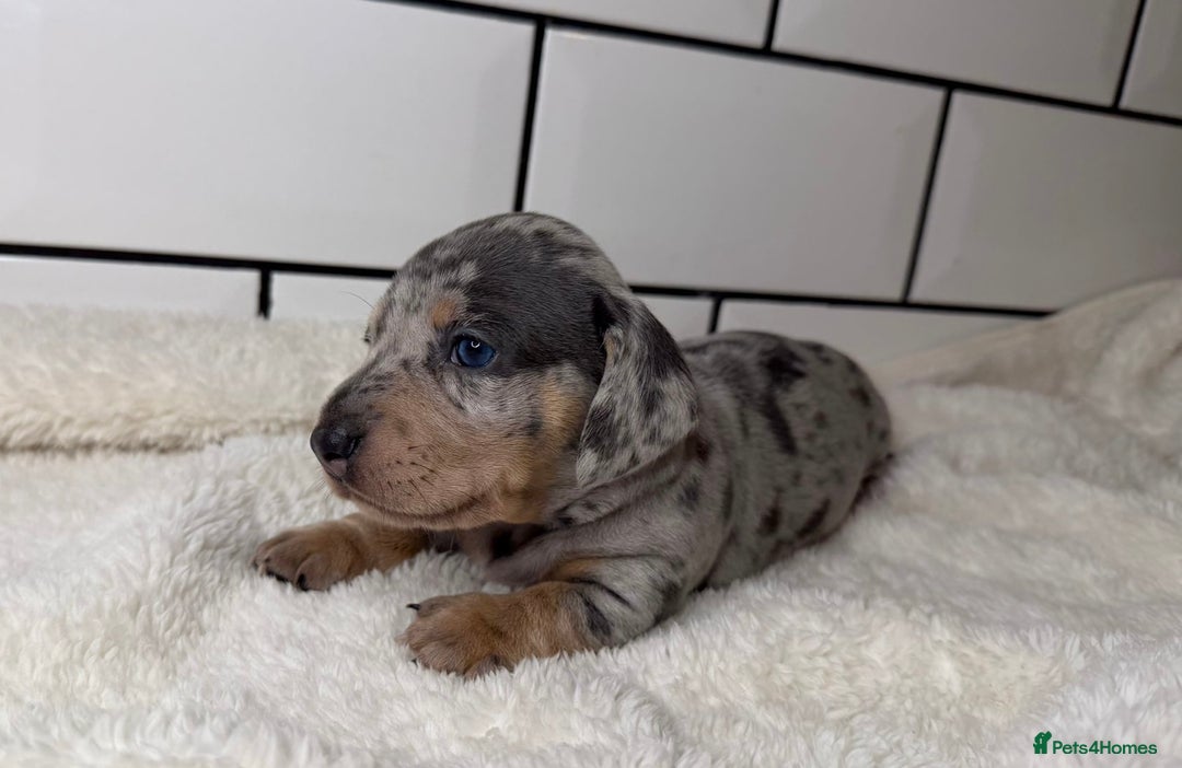 Miniature Dachshund dogs for sale: STUNNING MINIATURE DACHSHUNDS DAPPLE KC  - Advert 4