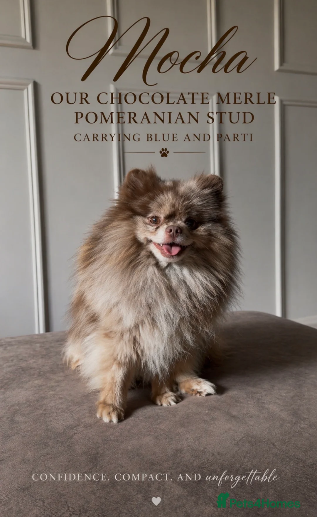 Pomeranian dogs for stud: Chocolate Merle Pomeranian stud  - Advert 2