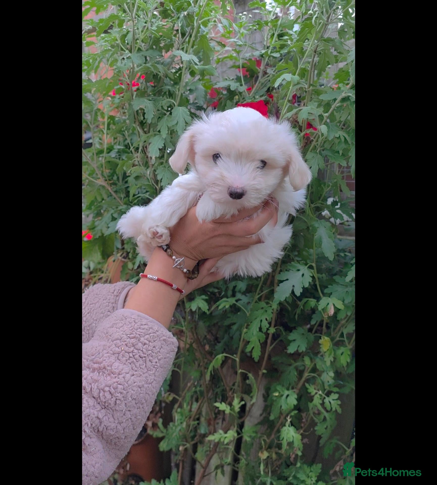 Coton De Tulear dogs Gorgeous Coton de Tulear puppies KC registered - Advert 2
