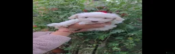 Coton De Tulear dogs for sale: Gorgeous Coton de Tulear puppies KC registered - Advert 2