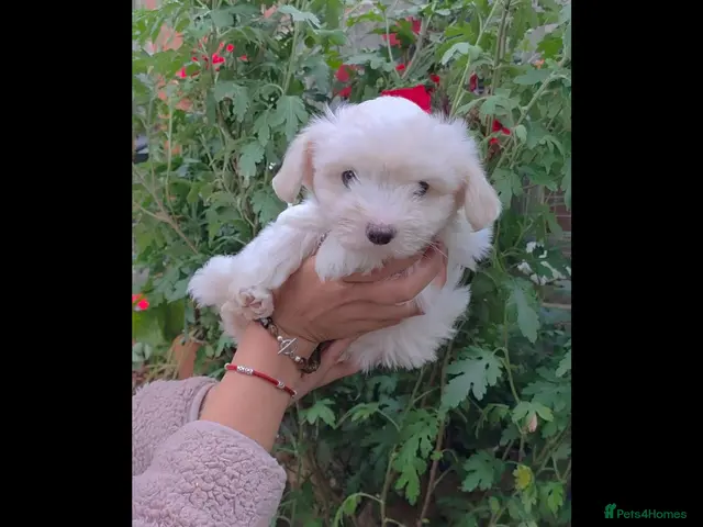 Coton De Tulear dogs Gorgeous Coton de Tulear puppies KC registered - Advert 2