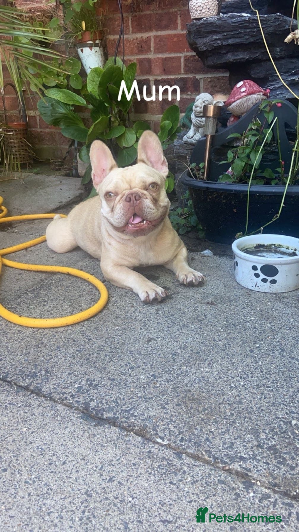 French Bulldog dogs Beautiful Frenchie litter  - Advert 8