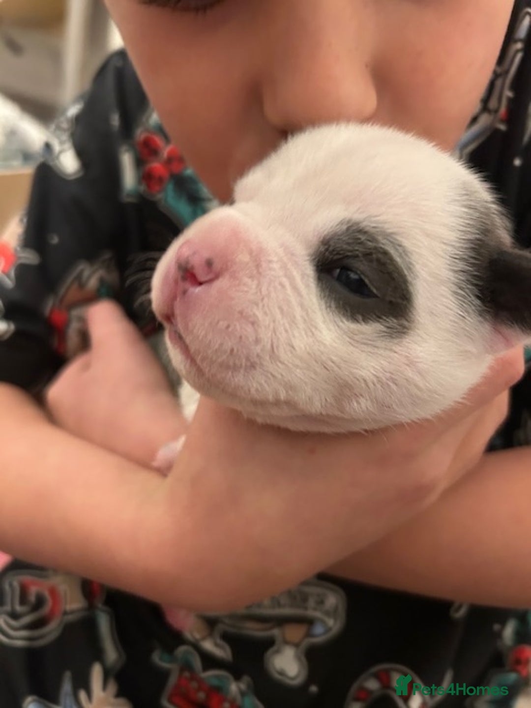 Staffordshire Bull Terrier dogs for sale: 2 beautiful blue/white staffy boys 💙🐾💙 - Advert 10