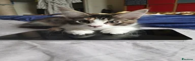 Eekamouse