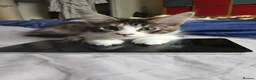 Maine Coon cats for sale: Maine Coon Kittens for Sale - Advert 14