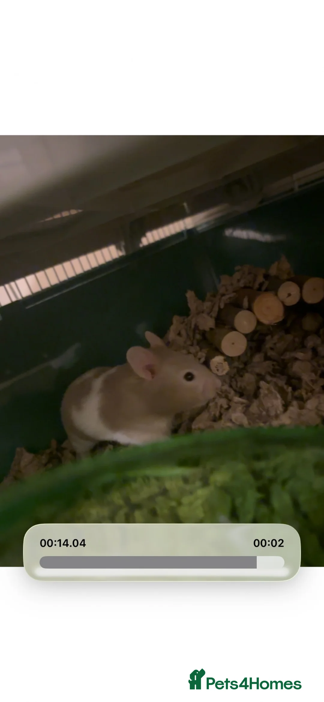 Hamster rodents for sale: Male syrian hamster with cage 7 wks old - Advert 2