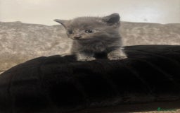 Mixed Breed cats for sale: 3/4 British shorthair - Image 2