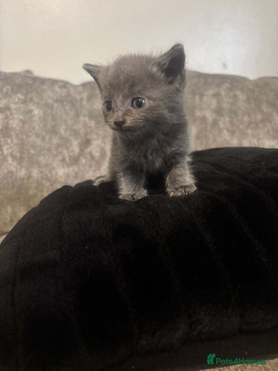 Mixed Breed cats for sale: 3/4 British shorthair - Image 2