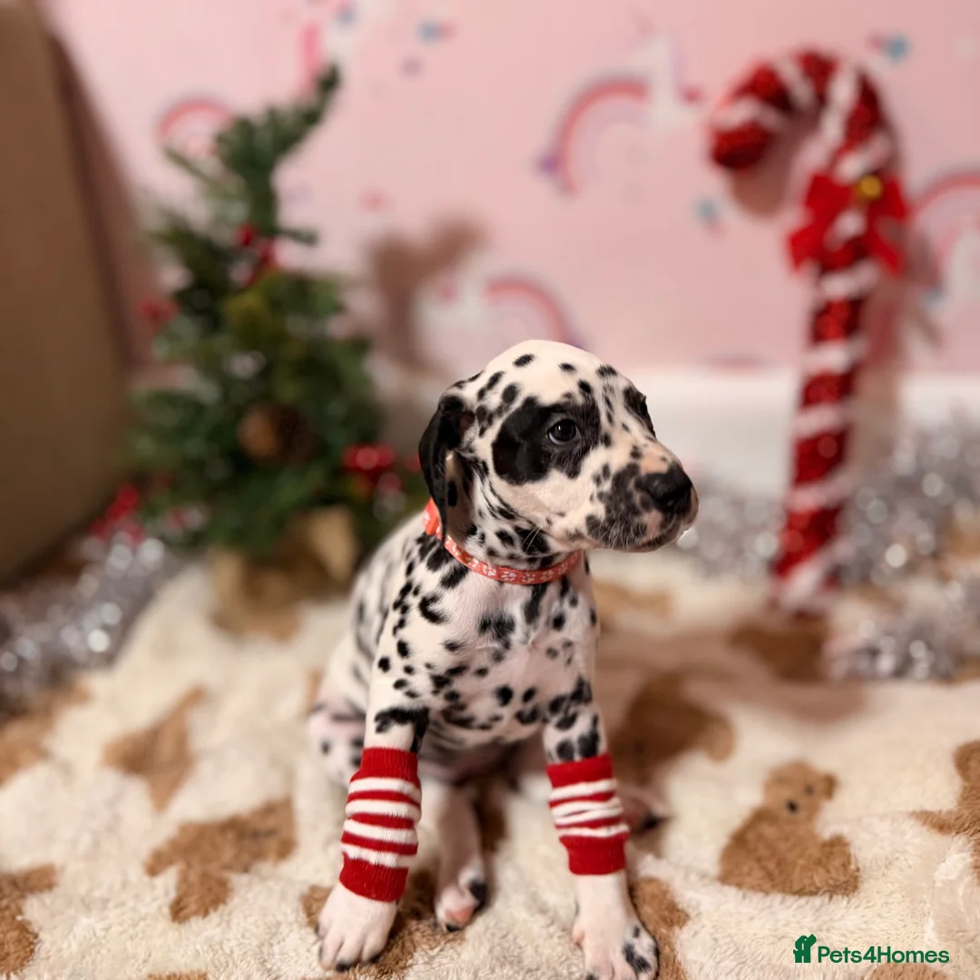 Dalmatian dogs for sale: 🐾Our Last Boy looking for forever home 🐶 💙 - Advert 32