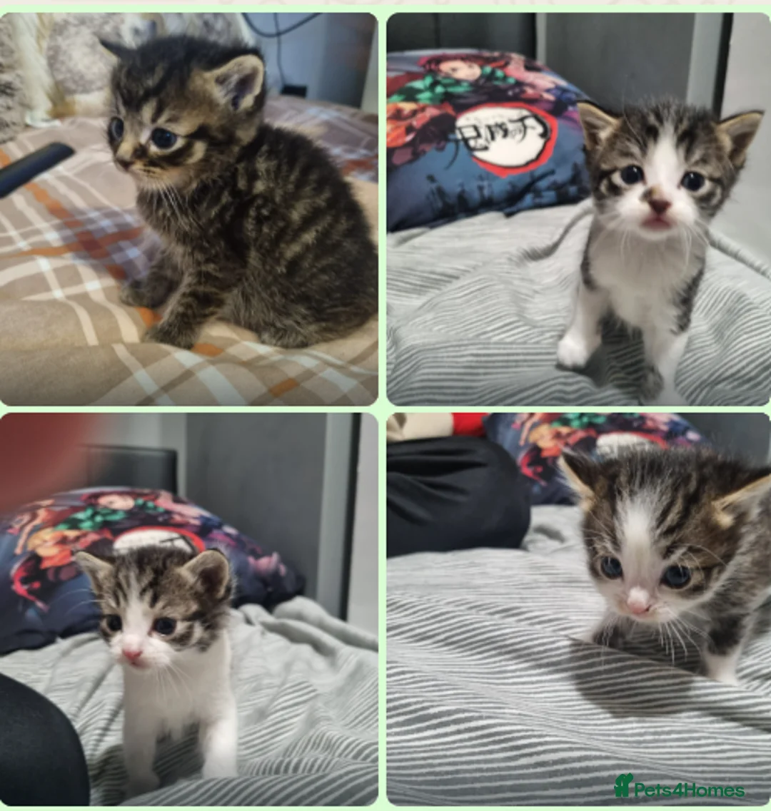 Mixed Breed cats for sale: Gorgeous Tabby & White Kittens in London - Advert 1