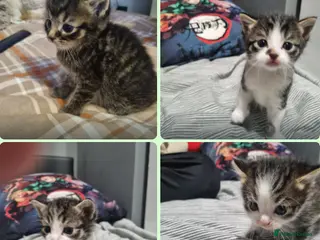 Mixed Breed cats Gorgeous Tabby & White Kittens in London - Advert 1