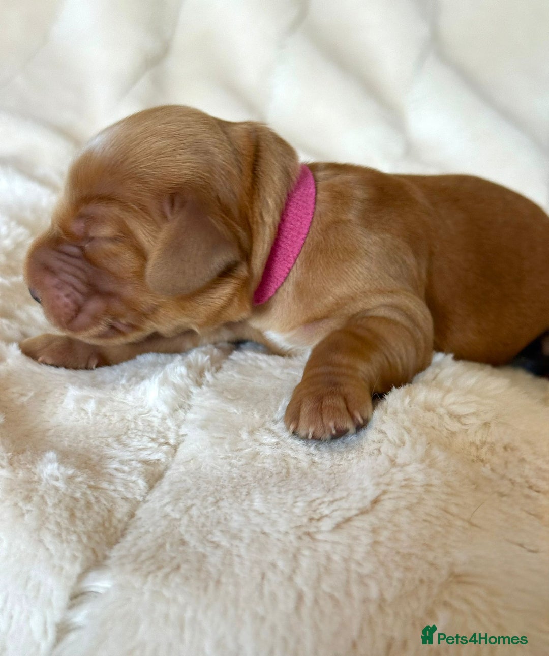 Cocker Spaniel dogs for sale: KC Reg Fully Health Tested Showline Cocker Spaniel - Image 29
