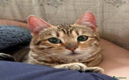 Bengal cats for sale: Bengal female  - Image 2