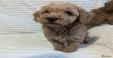 Cavapoo dogs - Advert 13