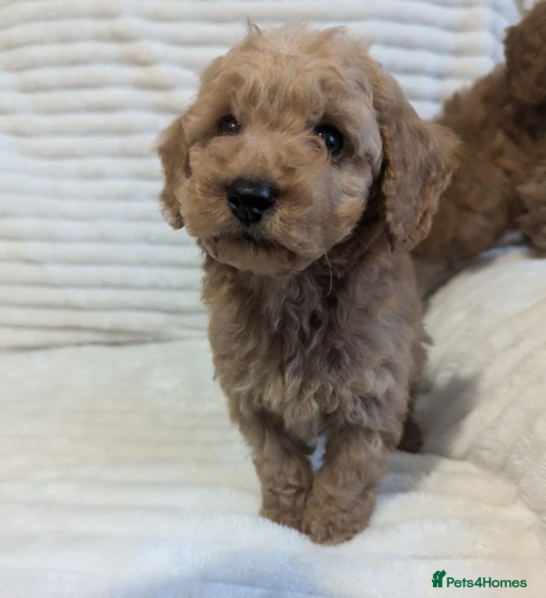 Cavapoo dogs for sale: We have some loverly toy cavapoo,s - Image 2