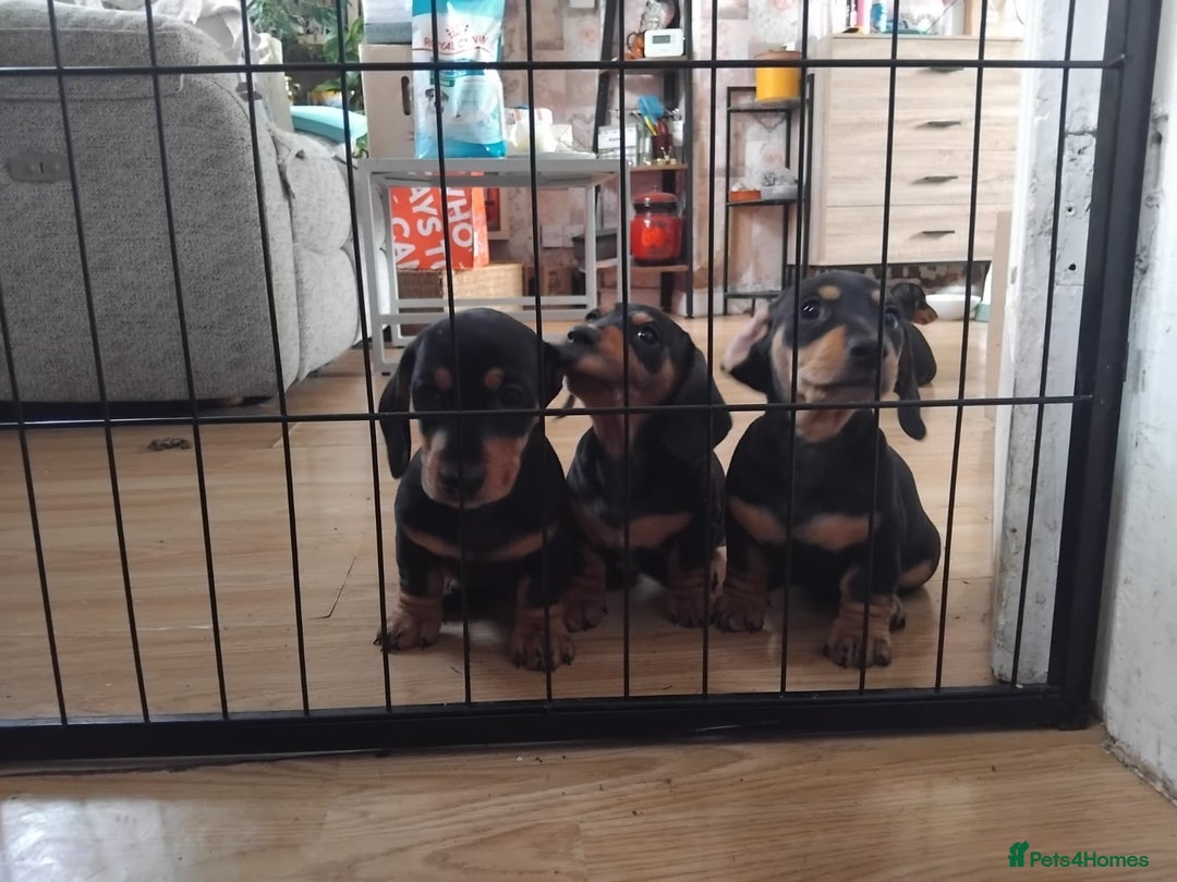 Dachshund dogs for sale: Dachshund puppies - Advert 1