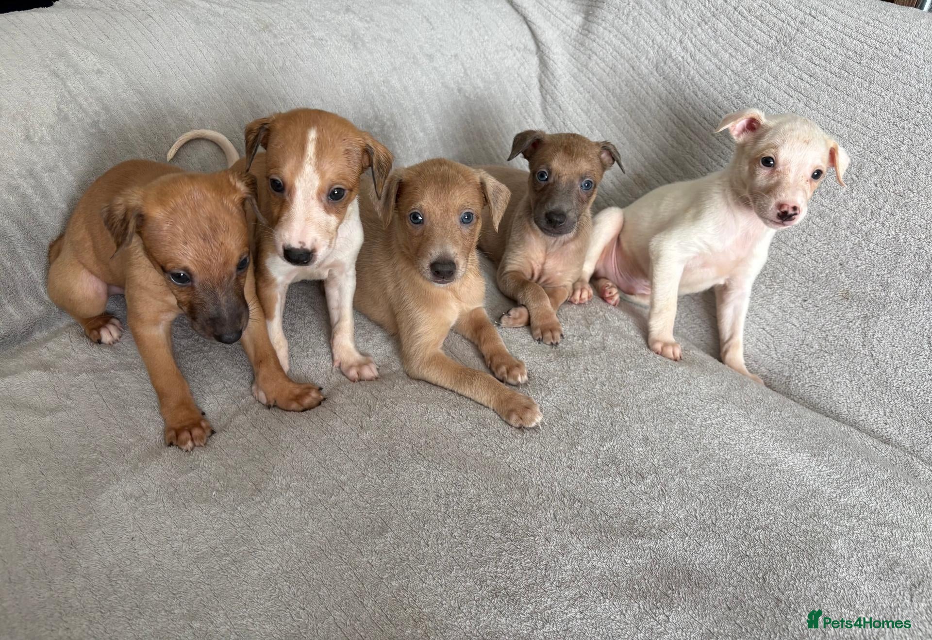 Whippet dogs 🐾 Beautiful Whippet Puppies – Boys & Girls - Advert 1