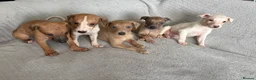 Whippet dogs for sale: 🐾 Beautiful Whippet Puppies – Boys & Girls - Advert 1