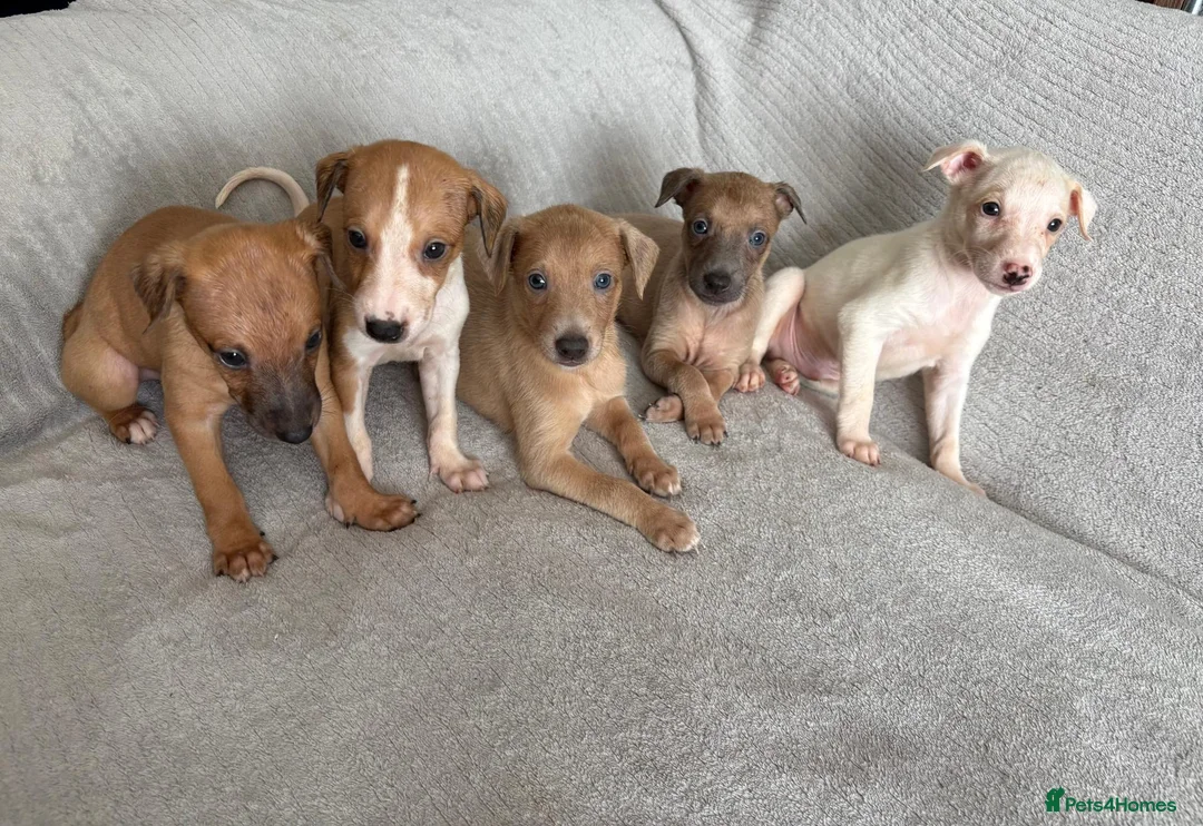 Whippet dogs for sale: 🐾 Beautiful Whippet Puppies – Boys & Girls - Advert 1