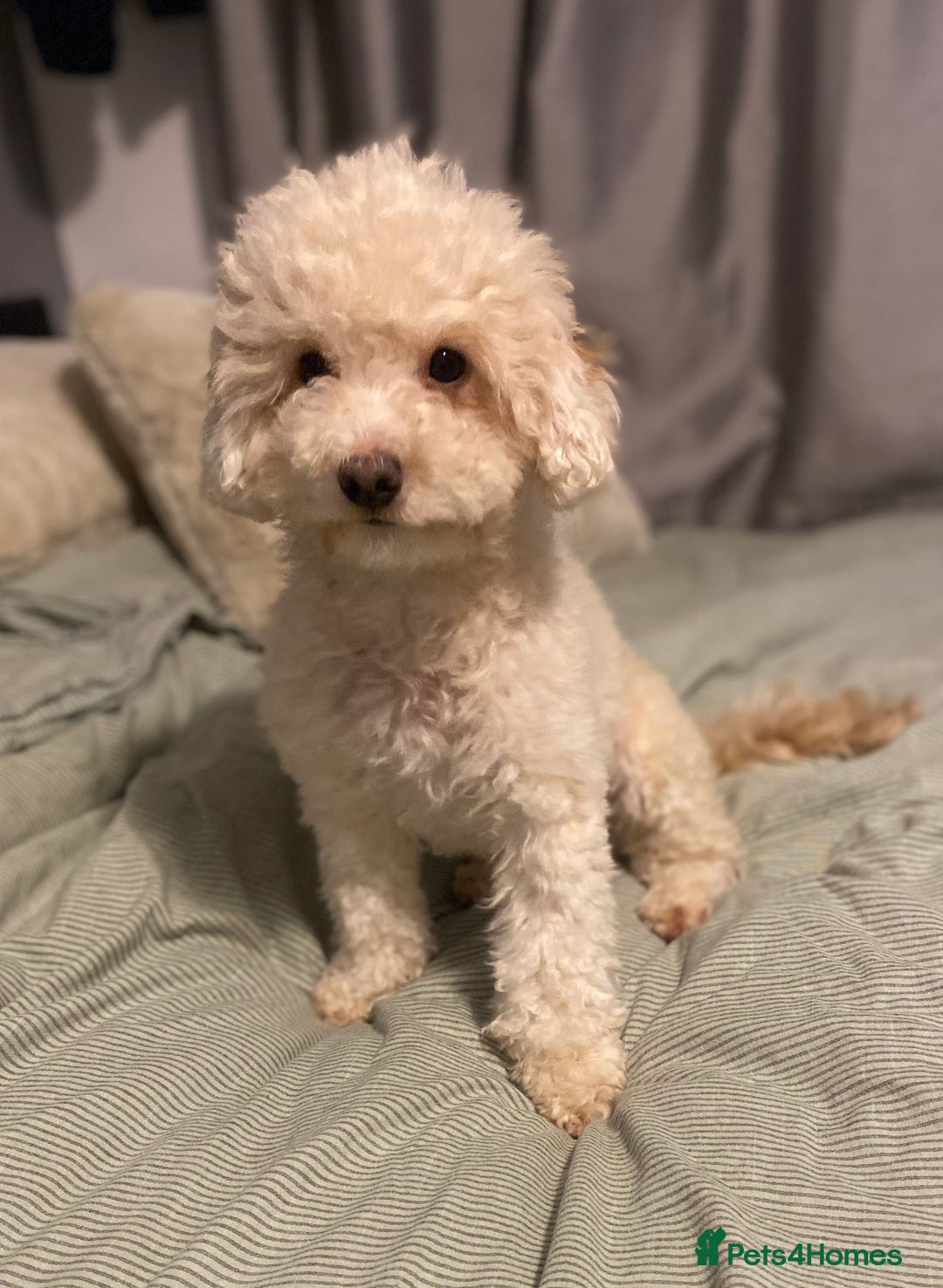 Chipoo dogs for sale: Chipoo Girls 💗 - Image 4