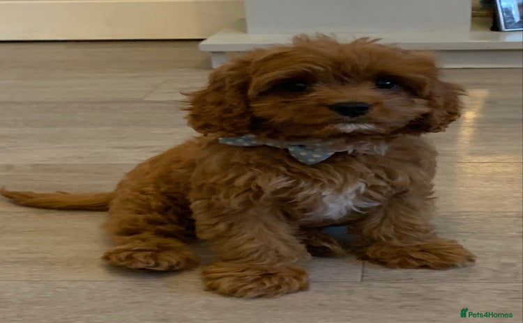 Cavapoo dogs - Advert 12