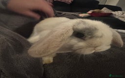 Mini Lop rabbits for sale: READY TO GO Beautiful mini lop rabbit GIRL - Image 6