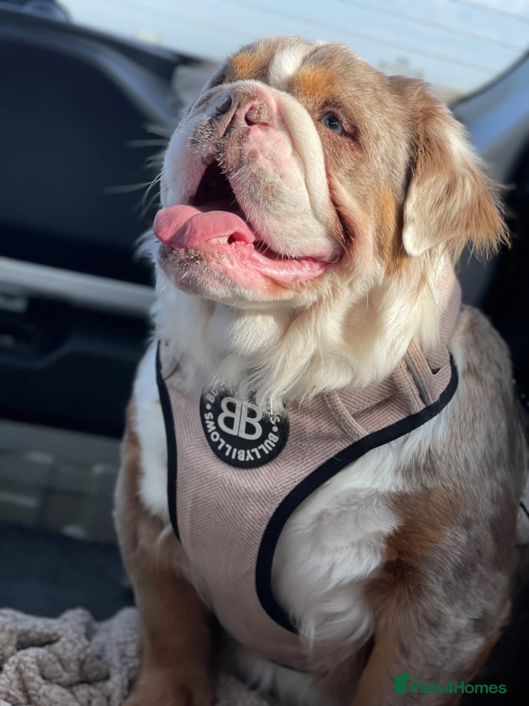English Bulldog dogs for sale: ***KC REGISTERED FLUFFY ENGLISH BULLDOGS*** - Advert 1