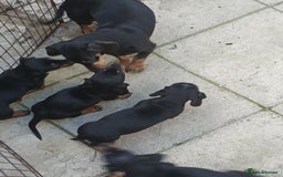 Dachshund dogs for sale: Dachshund puppies - Image 10