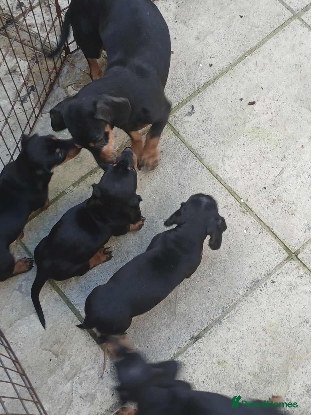 Dachshund dogs for sale: Dachshund puppies - Image 10