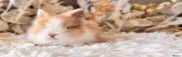 Lionhead rabbits for sale: Beautiful Fully Vaccinated Lionheads! - Advert 13