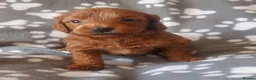 Cockapoo dogs for sale: ONLY ONE DARK BROWN FEMALE LEFT - Advert 6