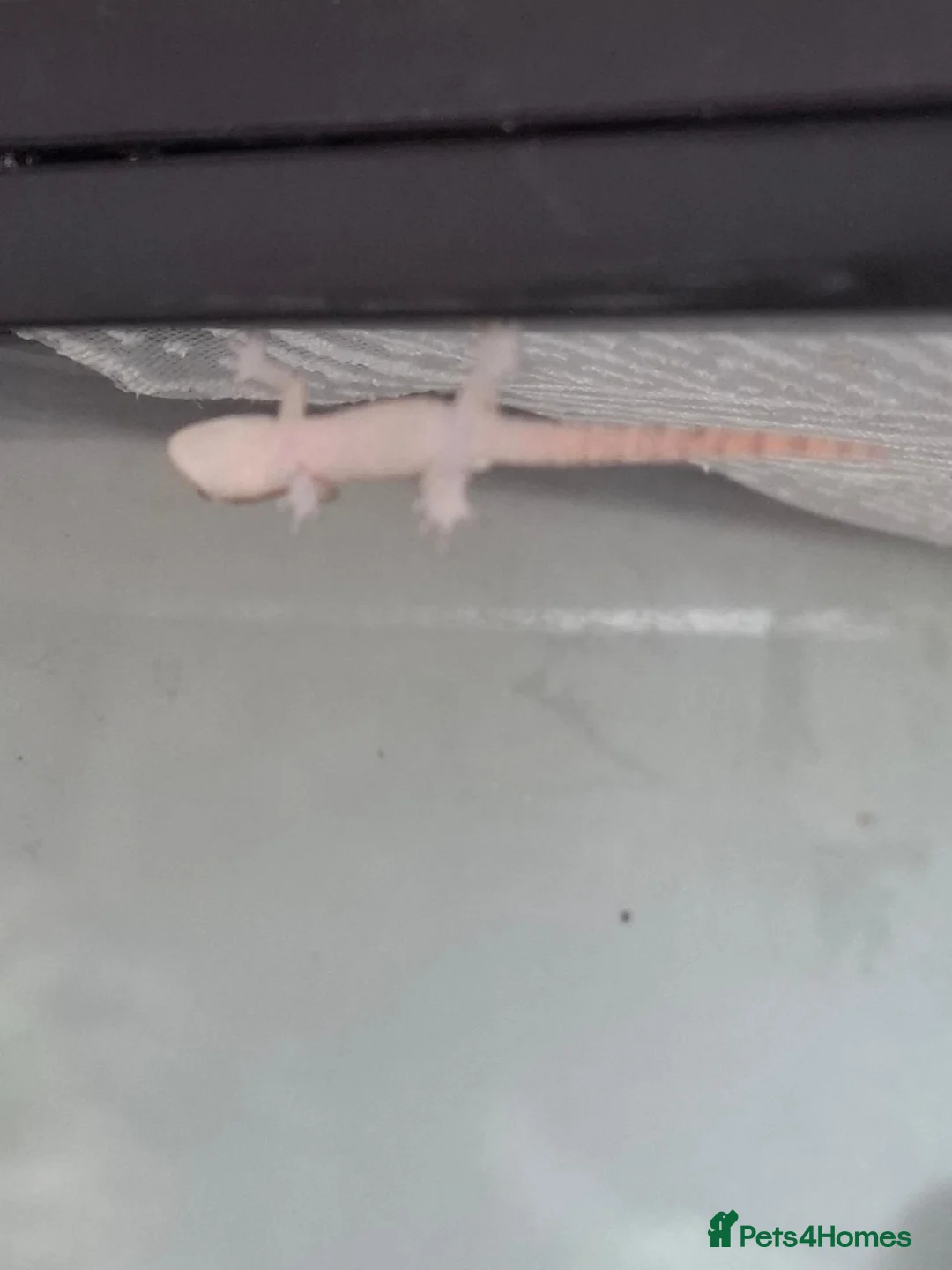 Gecko reptiles for sale: Baby Mourning geckos  - Advert 12