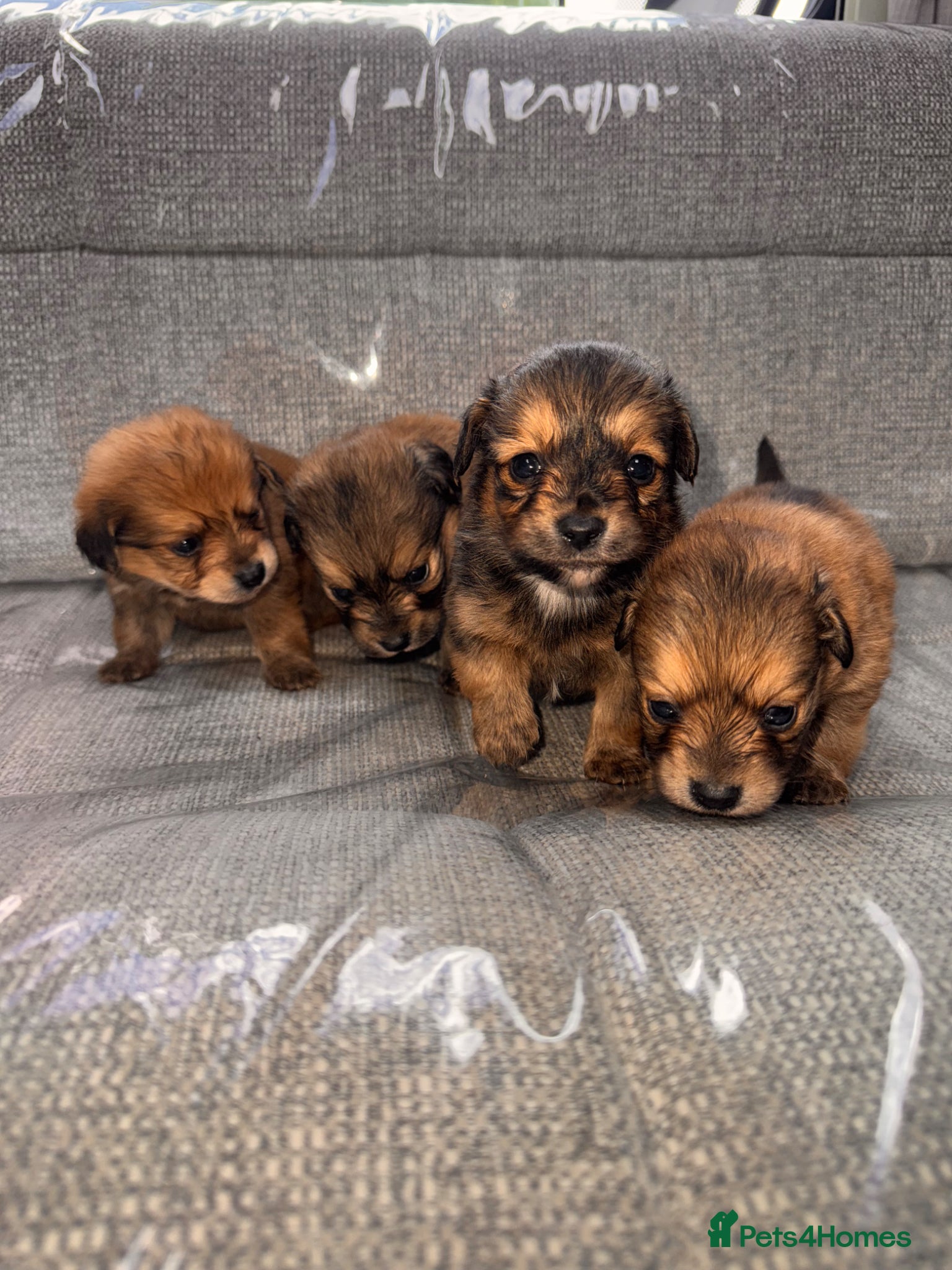 Mixed Breed dogs Pomeranian cross Jack Russell - Advert 3