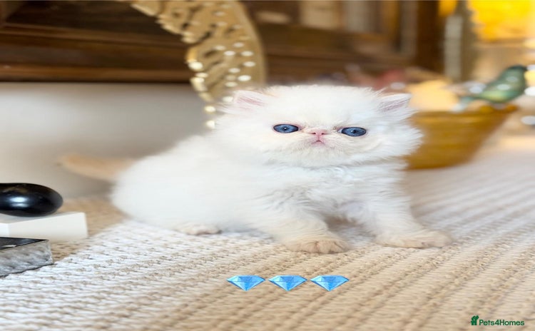 Persian cats - Advert 16