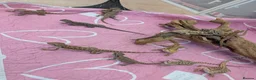Bearded Dragon reptiles for sale: Baby bearded dragons Very friendly. German Giant X - Advert 10