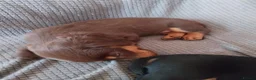 Dachshund dogs for sale: 5 beautiful loving but bouncy pups for sale. - Advert 2