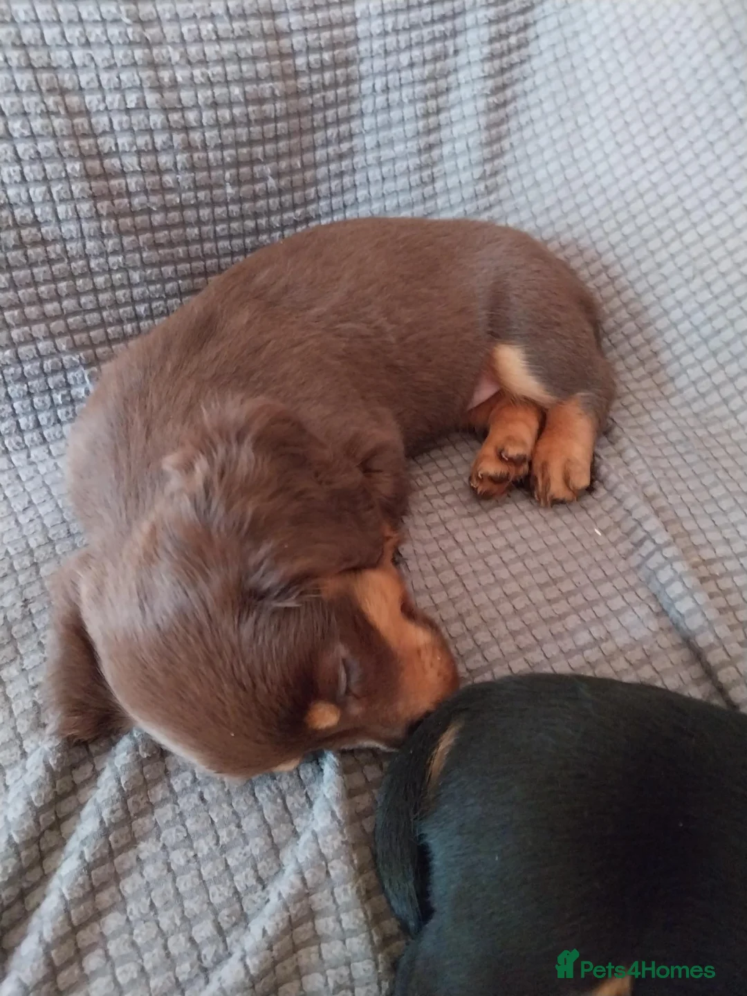 Dachshund dogs for sale: 5 beautiful loving but bouncy pups for sale. - Advert 2