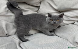 British Shorthair cats for sale: British Shorthair Chunky kittens - Image 20