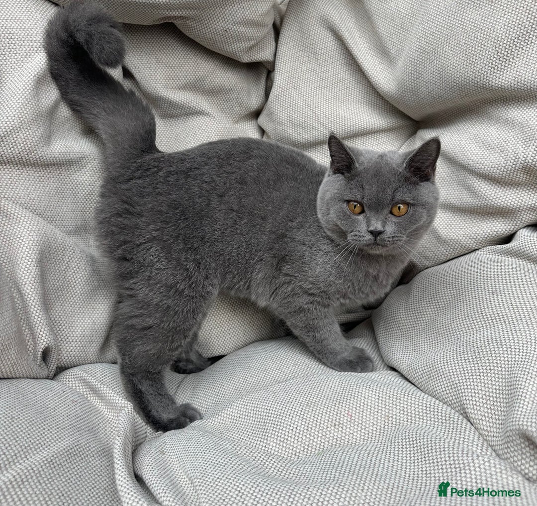 British Shorthair cats for sale: British Shorthair Chunky kittens - Image 20