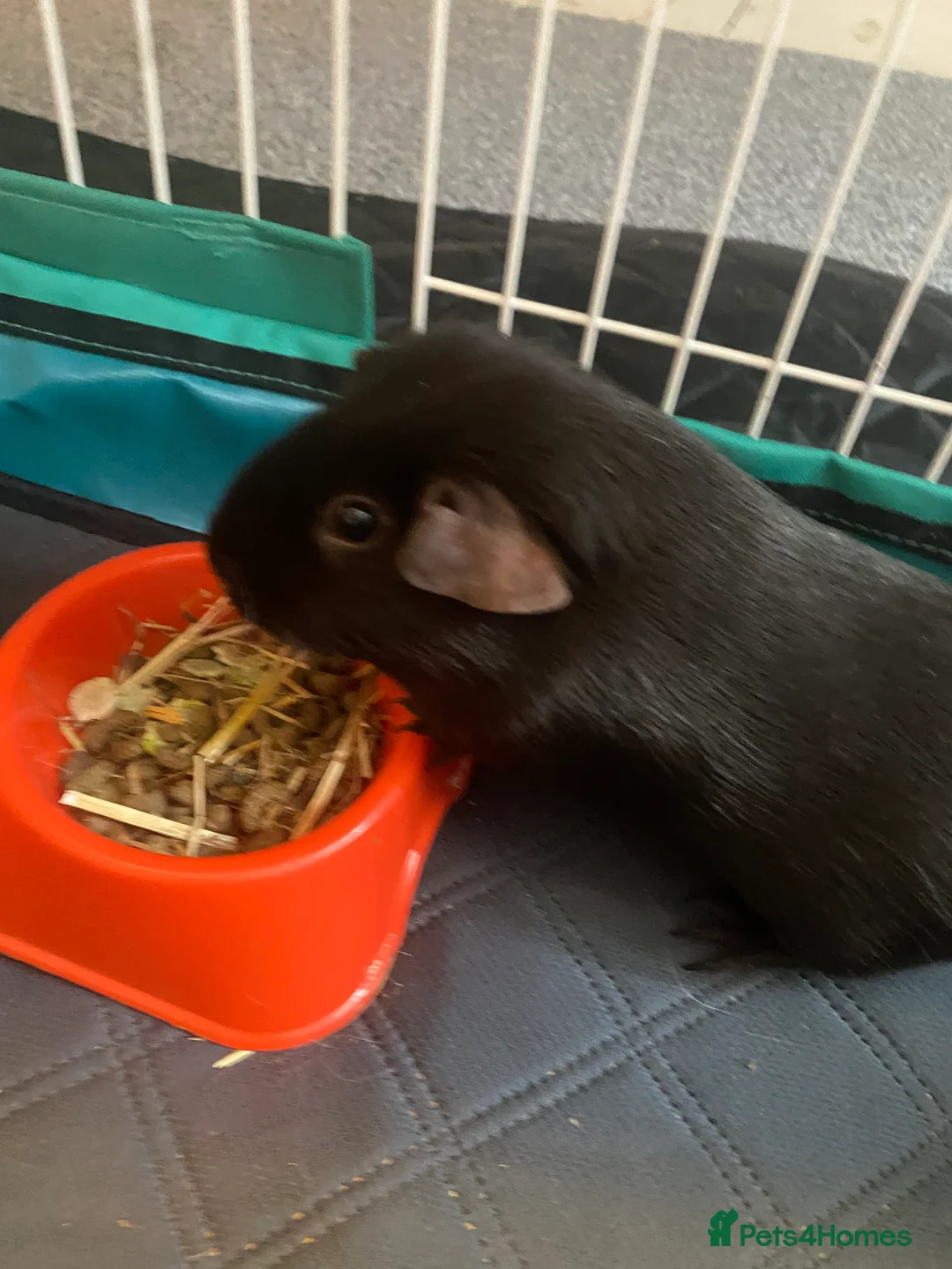 Mixed Breed rodents for sale: Trio of female Guinea pigs  - Advert 3