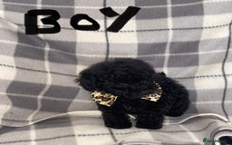 Toy Poodle dogs for sale: KC registered toy poodle puppies - Image 5