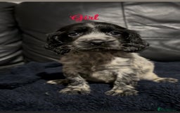 Cocker Spaniel dogs for sale: Adorable cocker spaniel puppies - Image 24