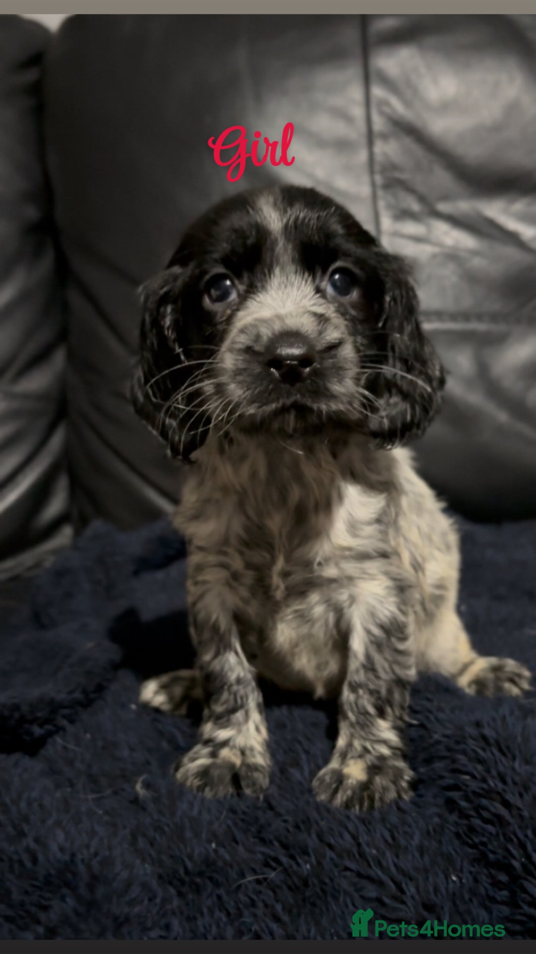 Cocker Spaniel dogs for sale: Adorable cocker spaniel puppies - Image 24