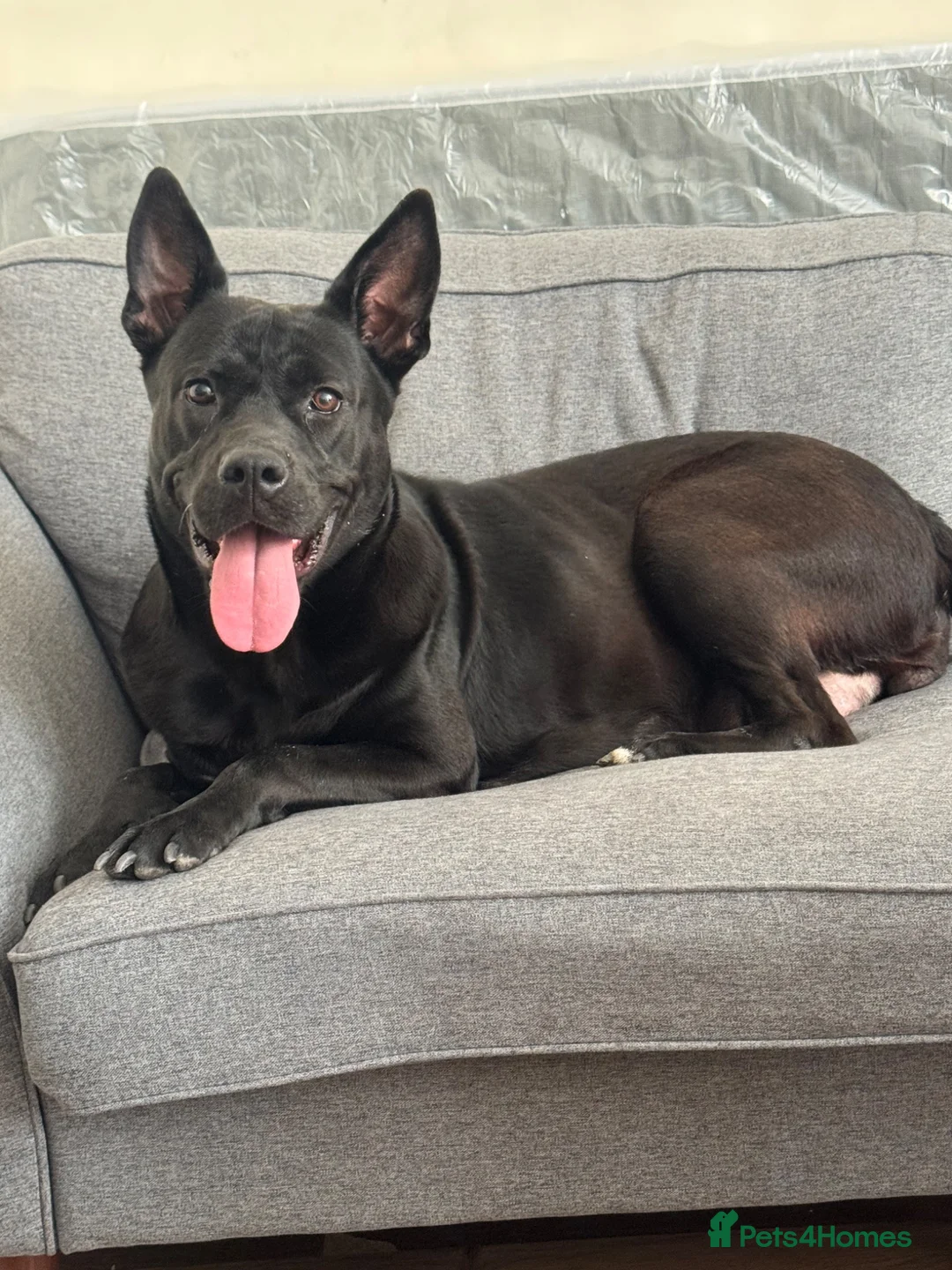 Mixed Breed dogs for sale: Bullherder Puppy  - Advert 5