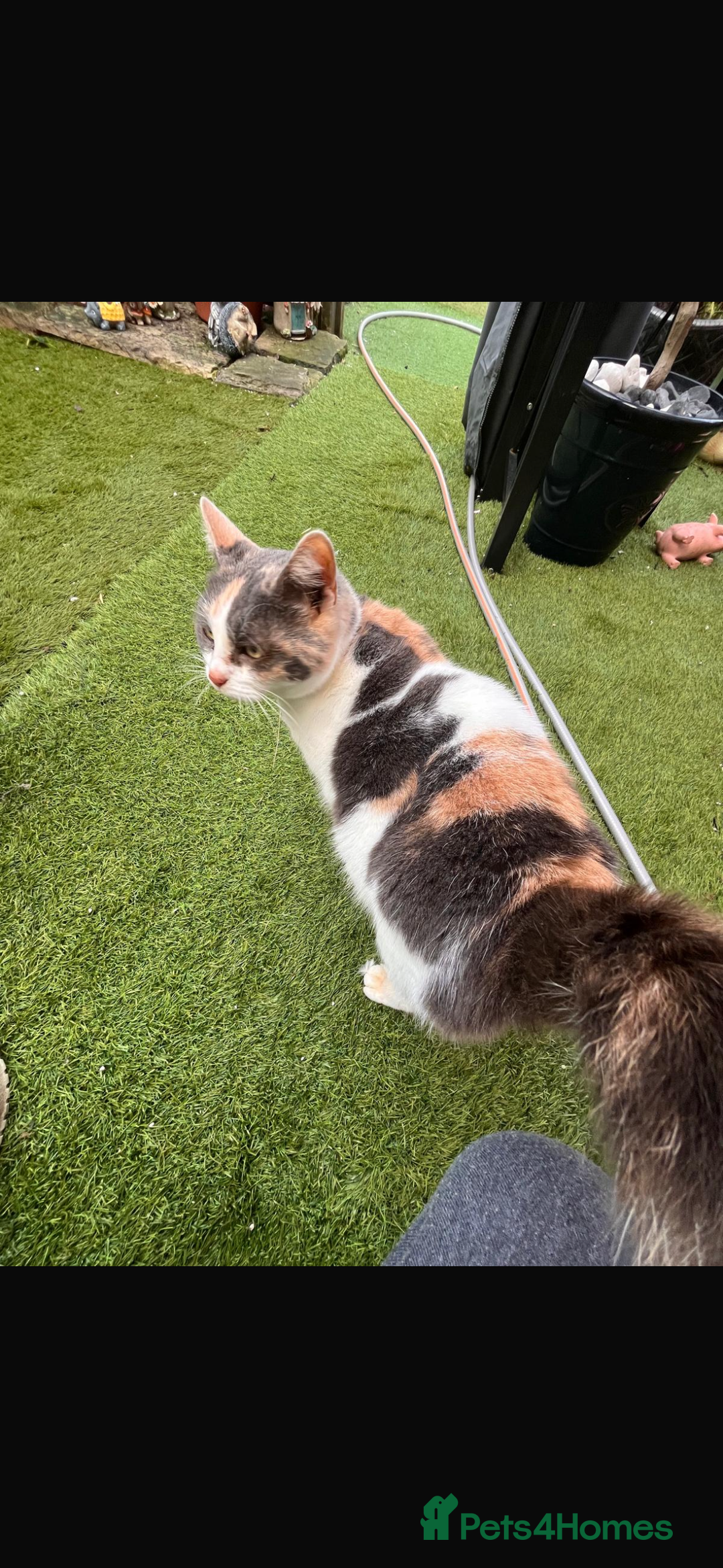 Ragdoll cats for sale: !!!Ready to reserve Ragdoll babies!!!  - Advert 15